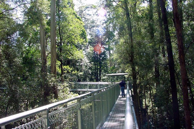 12 Apostles and Otway Fly Zipline Day Trip from Melbourne - Otway Fly Treetop Adventures: the adrenaline payoff after the coast