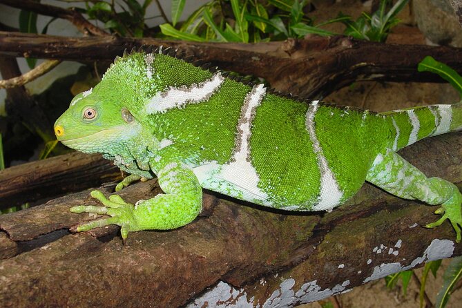 Admission + 2x Zip Line + Unlimited Water Slide Rides - Land & Sea Building: Air-Conditioned Wildlife and Coral in Fiji Scale