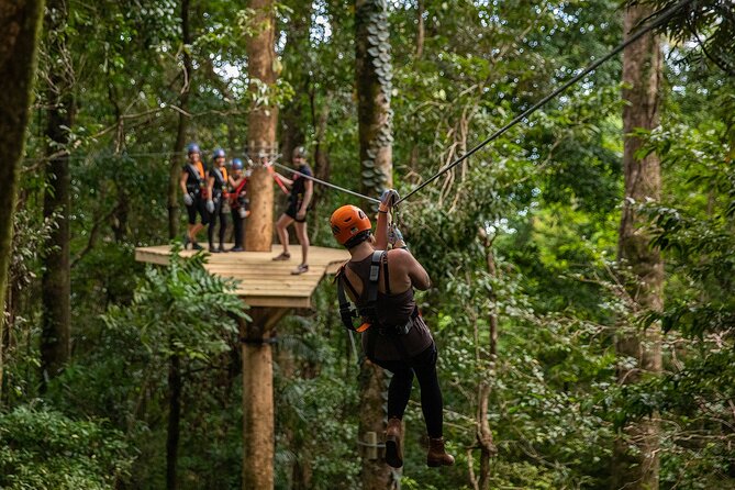 Cape Tribulation & Ziplining: Ultimate Daintree - Crocodile and wildlife spotting river cruise: mangroves up close