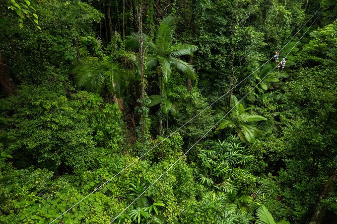Cape Tribulation & Ziplining: Ultimate Daintree - Price and value: what $233.82 buys you in practice