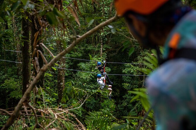 Cape Tribulation & Ziplining: Ultimate Daintree - Who this tour is best for (and when to skip it)