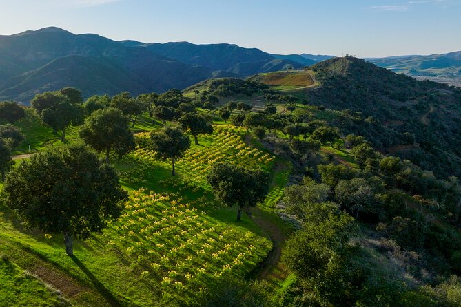 Epic Zipline Tour near Santa Barbara - Price and Value: Is $155 Worth It?