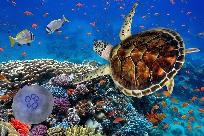 Full-dayTurtle Adventure: ATV, Zipline, Cenote & Turtle Swim - A 7-hour Tulum mix: ATV, zip lines, rappelling, cenote, turtles
