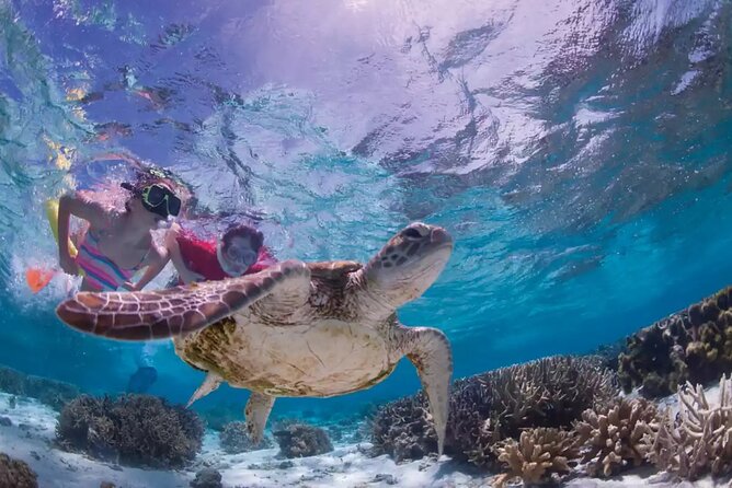 Full-dayTurtle Adventure: ATV, Zipline, Cenote & Turtle Swim - Zip lines and wall rappelling: thrills with a real safety boundary