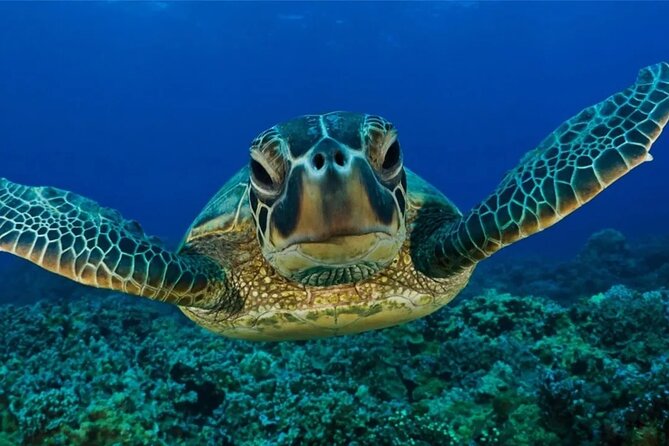 Full-dayTurtle Adventure: ATV, Zipline, Cenote & Turtle Swim - Snorkeling time and the reef reality check