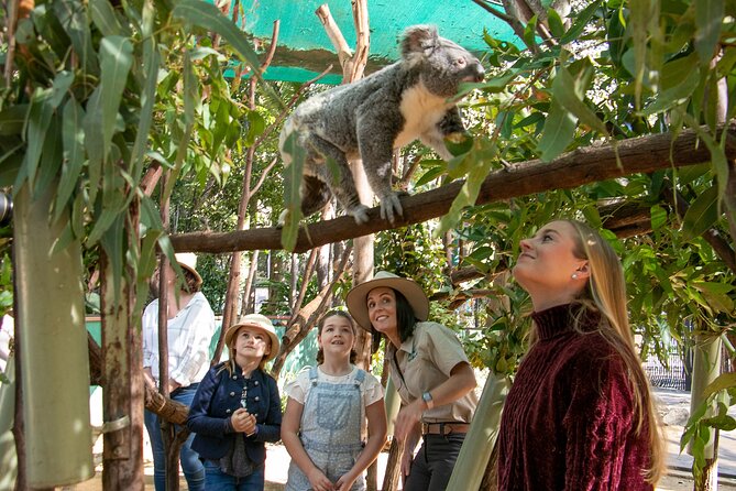 Gold Coast Canyon Flyer Zipline Tour - Getting There: Meeting Point Only, No Hotel Pickup
