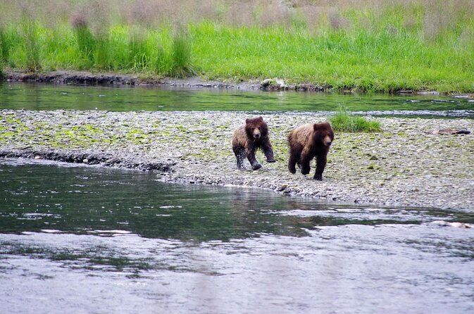 Grizzly Falls Ziplining Expedition - Key takeaways before you book