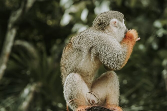 Monkey Jungle with Zip line - The 4-hour route through Puerto Plata towns