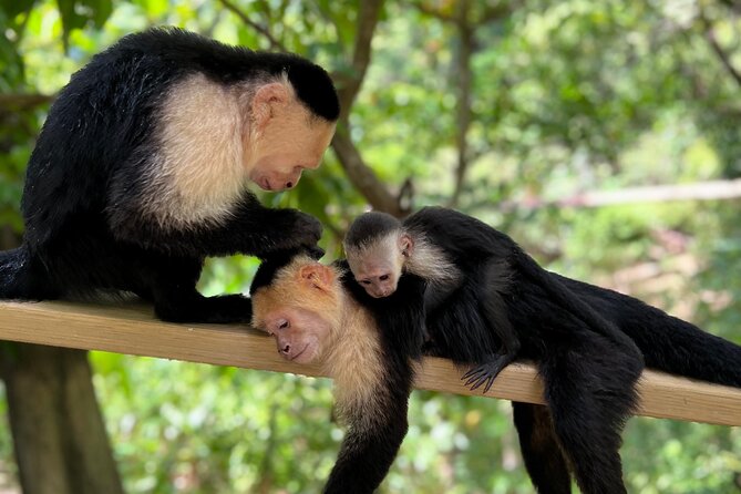 Monkey/Sloth Park + Zipline And City Tour In Roatan - Price and Value: Is $90 Worth a 3-Hour Private Day?