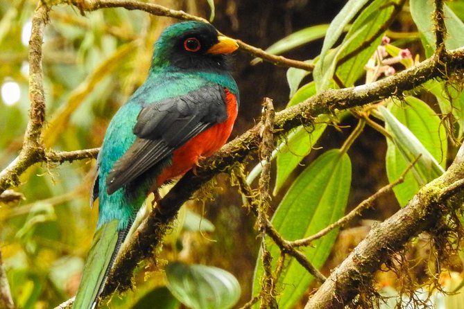 PRIVATE Mindo Cloud Forest tour - San Tadeo Birding: When Hummingbirds Become a Hands-On Moment