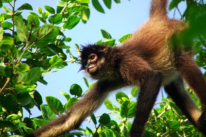 Private Tour Punta Laguna Monkey Sanctuary Zip Line - Key Highlights at Punta Laguna Zip Line (In Plain Terms)