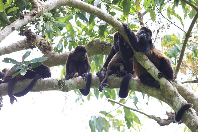 Private Tour Punta Laguna Monkey Sanctuary Zip Line - Punta Laguna Feels Like a Real Community, Not a Monkey Park