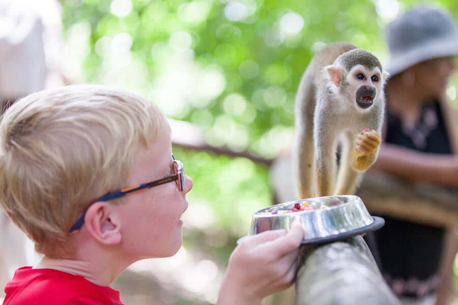 Puerto Plata: Monkeyland and Zip-Line Adventure - Zip lines in Puerto Plata: what you’re really paying for