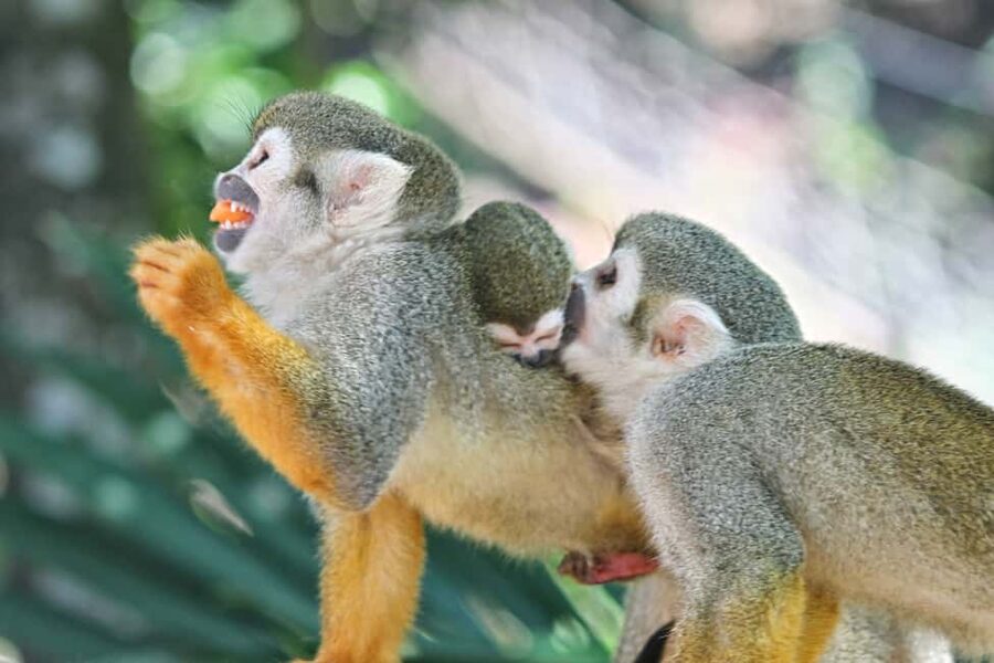 Puerto Plata: Monkeyland and Zip-Line Adventure - Monkeyland after the rush: meeting squirrel monkeys up close