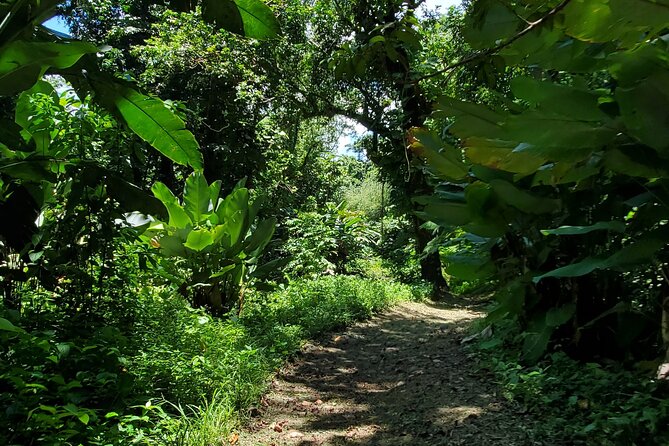 Rainforest and Junglequi Zipline Combo Tour - Should You Book the Rainforest and Junglequí Zipline Combo?