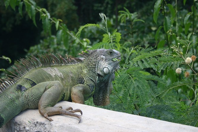 Rainforest Zipline, Luquillo Beach, and Natural Springs Day Trip - Who this trip fits best (and who should think twice)