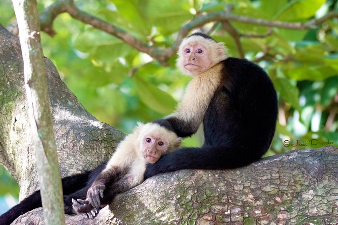 Roatan Canopy Zip Line and Beach Escape - The Sanctuary Stop: Monkey and Sloth Time Without the Guesswork