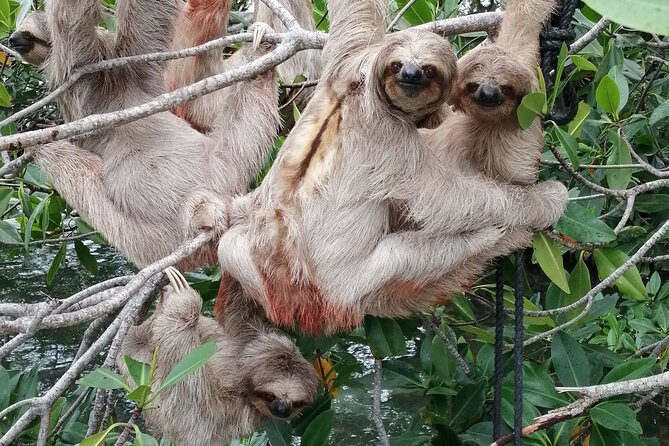 Roatan Zipline Adventure, Sloths & Monkeys,Chocolate Factory Tour - Price and Logistics: What You’re Really Paying For