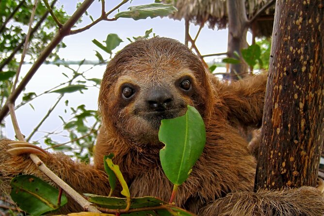 Roatan Zipline Adventure, Sloths & Monkeys,Chocolate Factory Tour - The Best Way to Use This Day: A Practical Game Plan