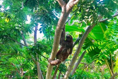 Roatan Zipline, ATV Buggy Ride + Sloths & Exclusive Beach Access - The zipline experience: what 12 runs feels like in real time