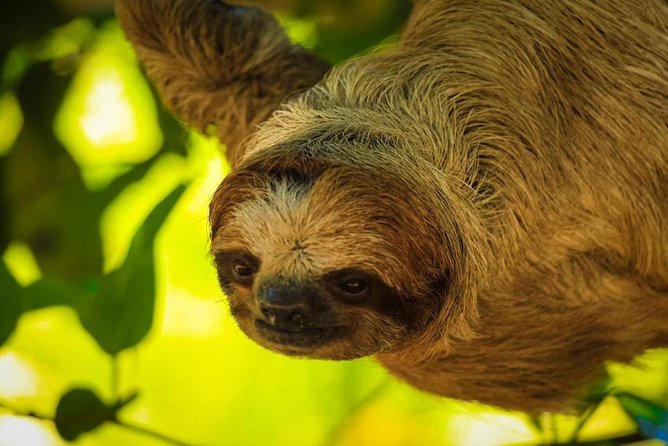 Roatan Zipline, ATV Buggy Ride + Sloths & Exclusive Beach Access - Price and value: what $163 buys you (and what it doesn’t)