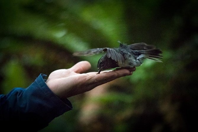 Rotorua Canopy Tours: 2.5Hour Native Forest Zipline Adventure - How long it takes, and how to fit it into your Rotorua day