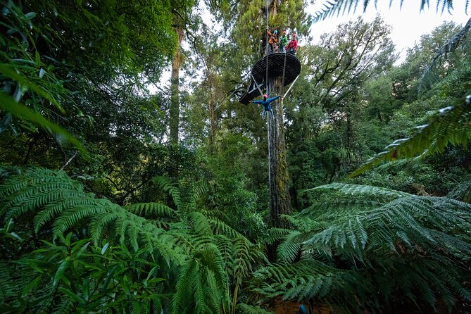 Rotorua’s Ultimate Zipline: 6 ziplines, 400 m Tandem, Cliff Walk - The Volcanic Cliff Walk and Those Suspension Bridges