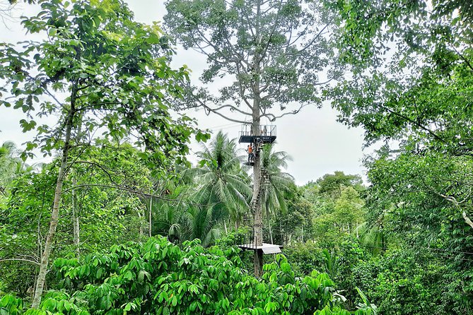 Samui Zipline Explore and Connect with Nature - Key Highlights You’ll Feel Immediately