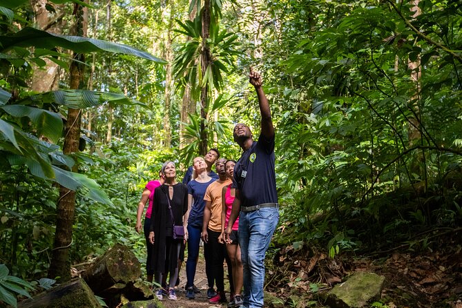 St Lucia Ultimate 3 Package: Aerial Tram, Zipline and Hiking - Rainforest Trail Hike: Meet the Plants and Birds Up Close