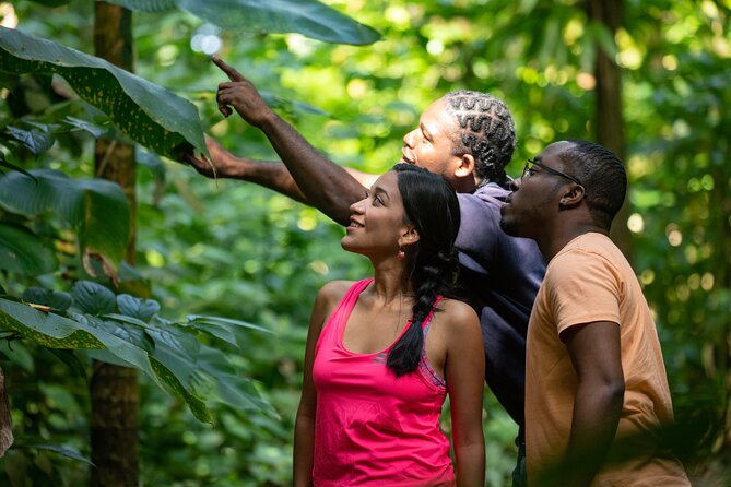 St. Lucia Zip line, Aerial Tram and Hiking tour Ultimate 3 - The short hike segments: where your “easy half-day” earns its stripes