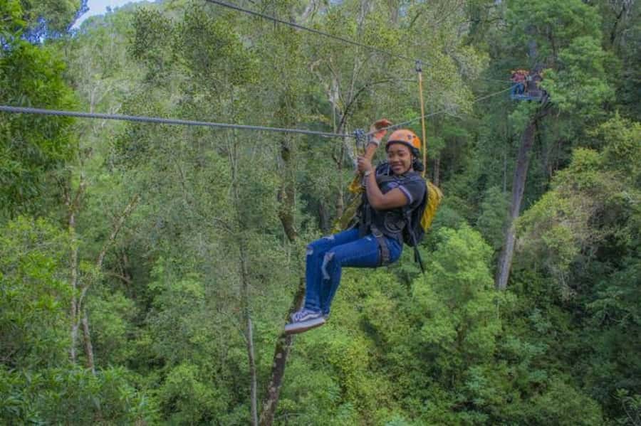 Storms River: Tsitsikamma National Park Zipline Canopy Tour - What You’ll See Up There: Yellowwood Trees, Ferns, and Bird Moments