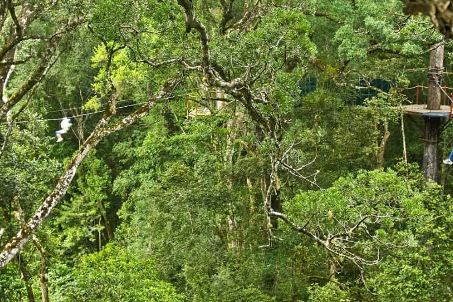Storms River: Tsitsikamma National Park Zipline Canopy Tour - Should You Book This Storms River Zipline?