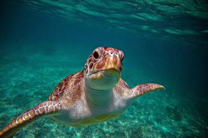 Turtle Snorkeling and Jungle Adventure with Cenote - Jungle Zipline and Cenote Rappel: The Adrenaline Part (With Safety Built In)