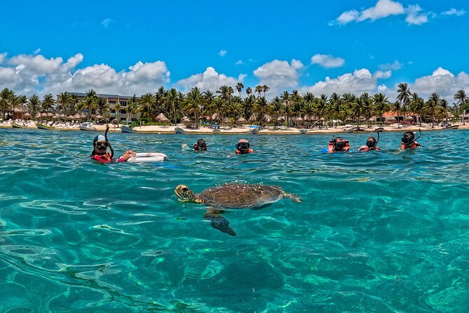 Turtle Snorkeling and Jungle Adventure with Cenote - Lunch, Water, and Small-Group Timing From Playa del Carmen