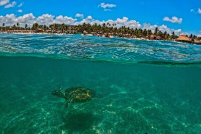 Turtle Snorkeling and Jungle Adventure with Cenote - Underground Cenote Snorkeling: Cool Water, Cave Vibes, and Animal Sounds