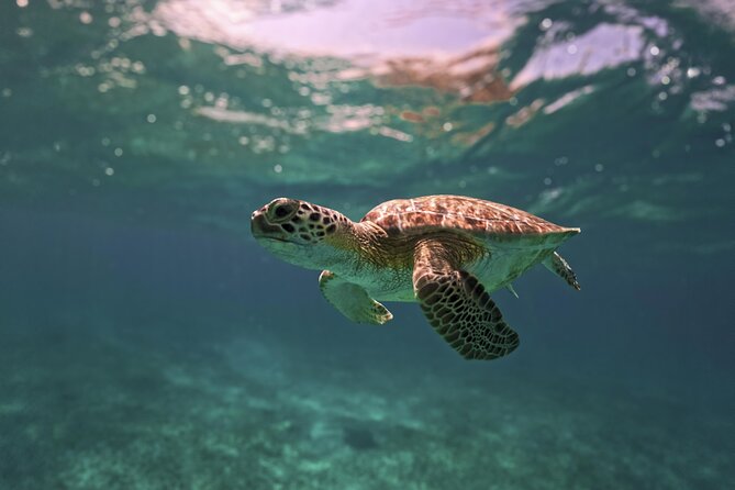 Turtle Snorkeling and Jungle Adventure with Cenote - Price and Value: Is $119 a Fair Deal?