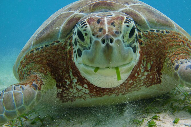 Turtle Snorkeling and Jungle Adventure with Cenote - Reef-Safe Sunscreen: The One Detail That Makes You a Better Snorkeler