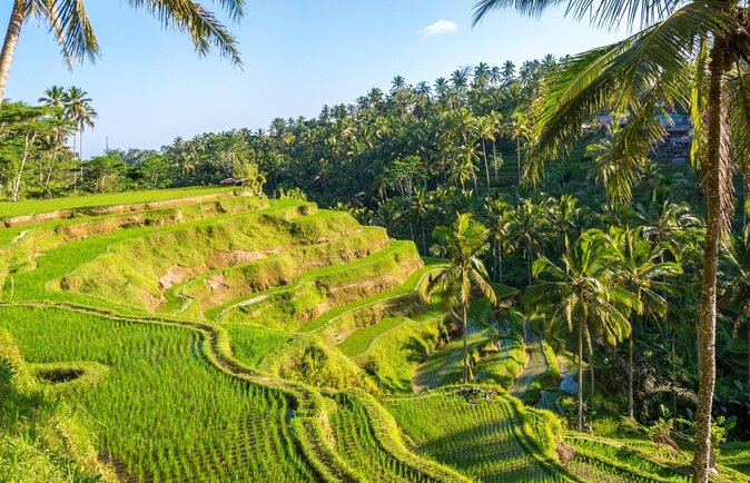 Ubud Rice terrace,Zip-line and waterfall - Key Highlights I’d Target