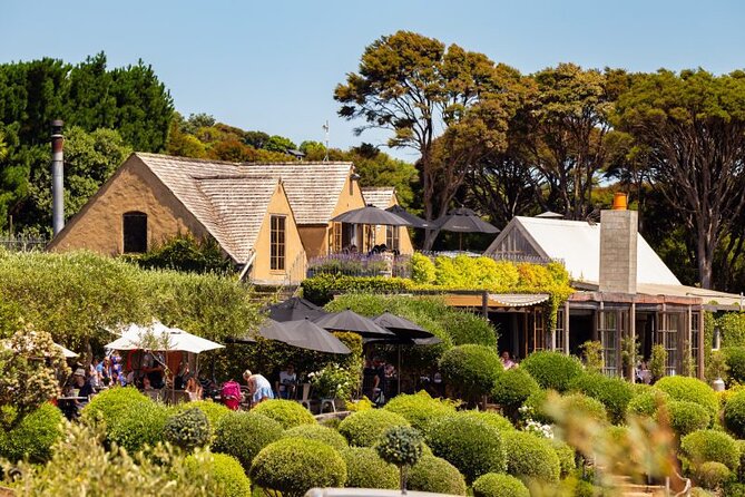 Waiheke Island Day Tour: Ziplining, Wine Tasting & Vineyard Lunch - Allpress Olive Groves: quick olive oil tasting plus a take-away option