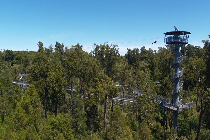 West Coast Tower Zipline & Treetop Walk Combo - The Spiral Tower Climb: The 106 Steps That Change Your View