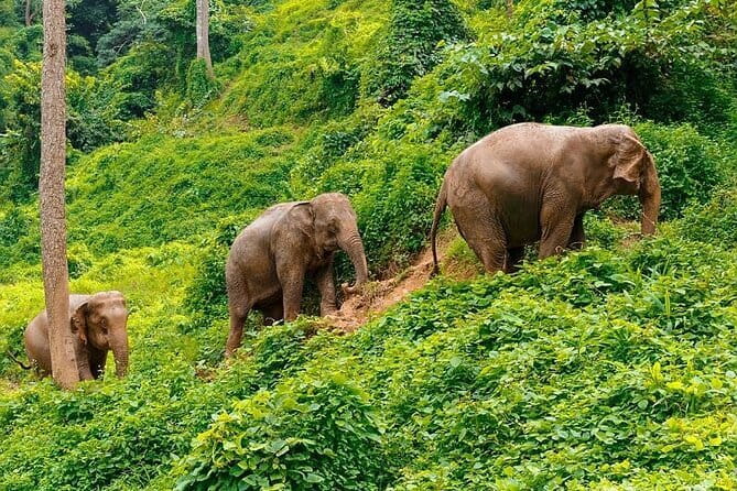 Zipline Experience in Phuket - Price and value in Phuket: what you pay for beyond the zip lines
