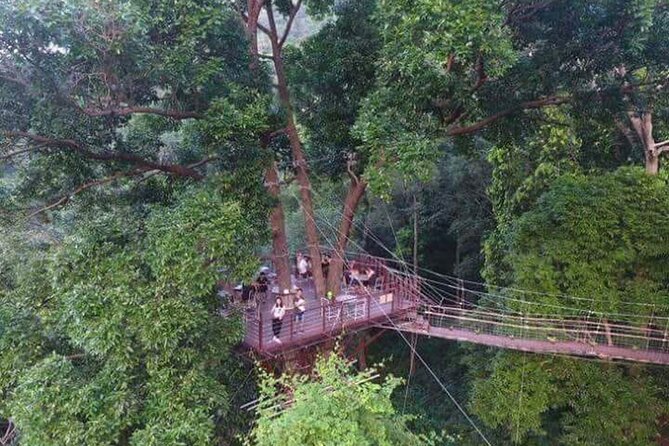 Zipline Ride on Koh Samui - The Views Over Koh Samui: Why the Rainforest Course Matters